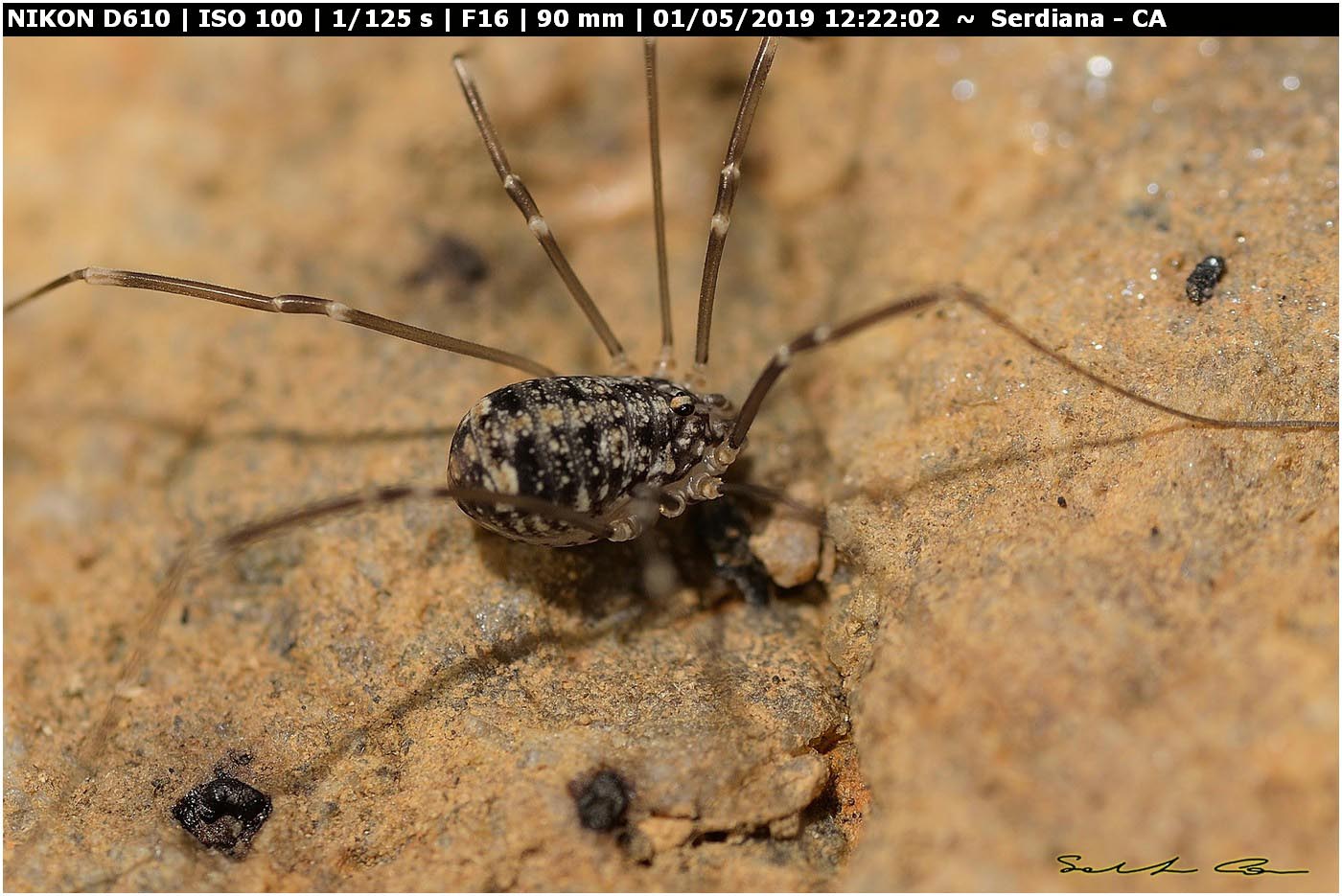 Nelima doriae ♂♀ (Sclerosomatidae)